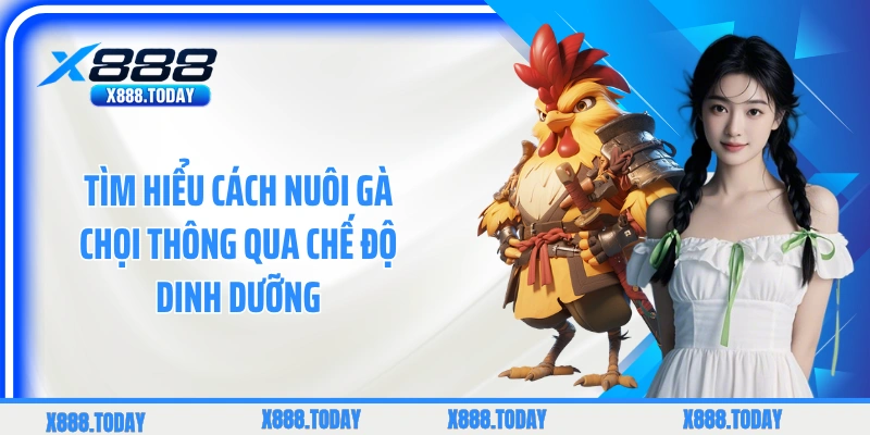 Tìm hiểu cách nuôi gà chọi thông qua chế độ dinh dưỡng